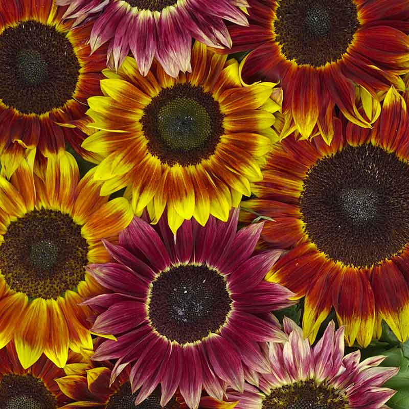 Large striking harlequin sunflower with red and yellow petals on a garden backdrop
