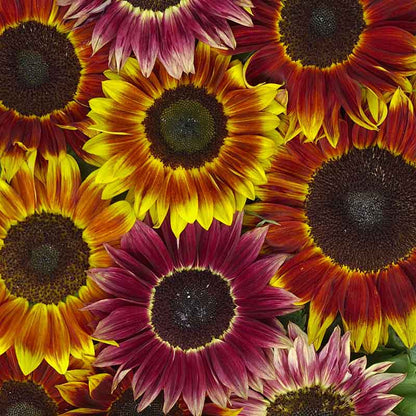 Large striking harlequin sunflower with red and yellow petals on a garden backdrop