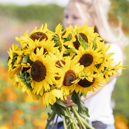 Single large vibrant yellow henry wilde sunflower in full bloom on a garden backdrop