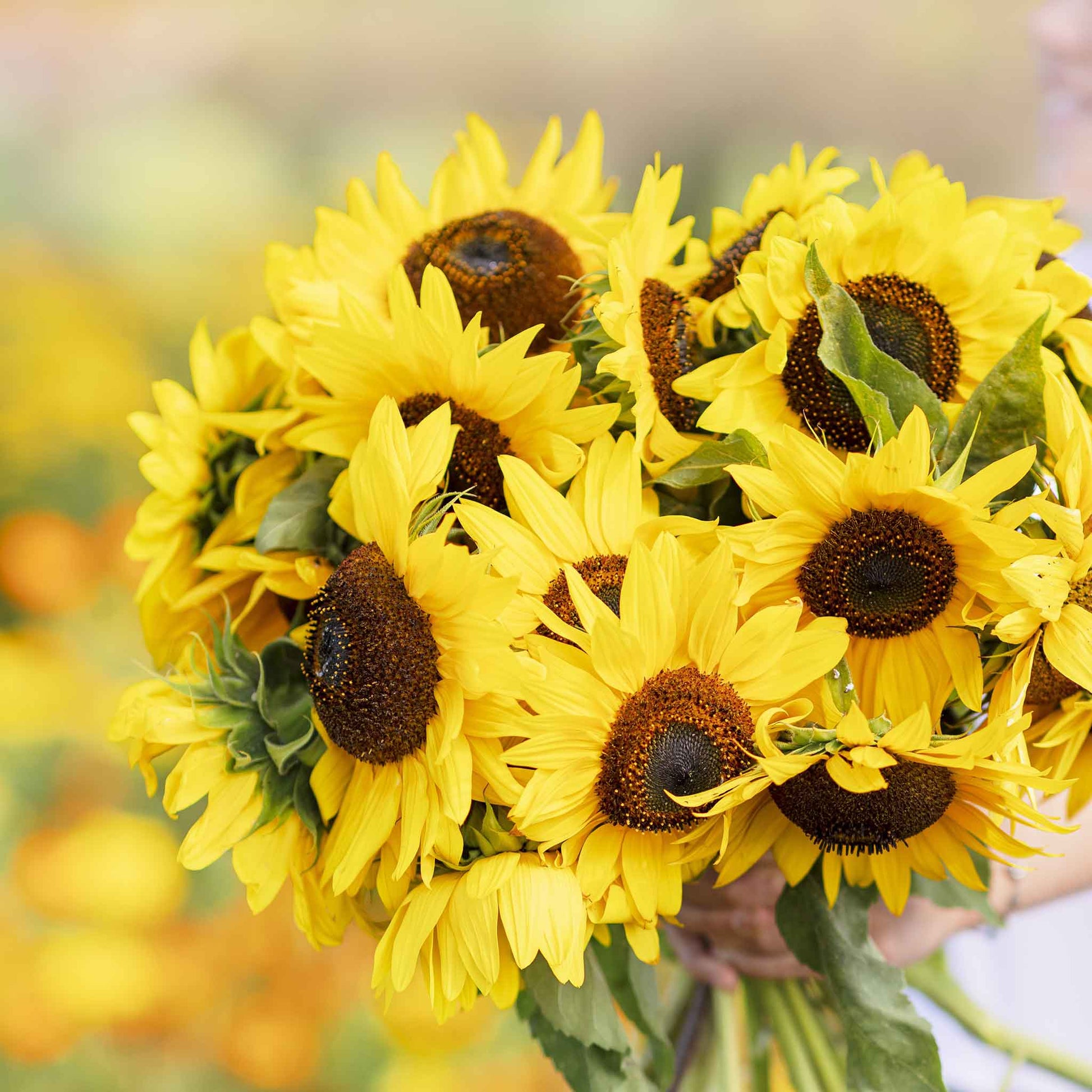 Large bright yellow henry wilde sunflower with prominent central disk outdoors