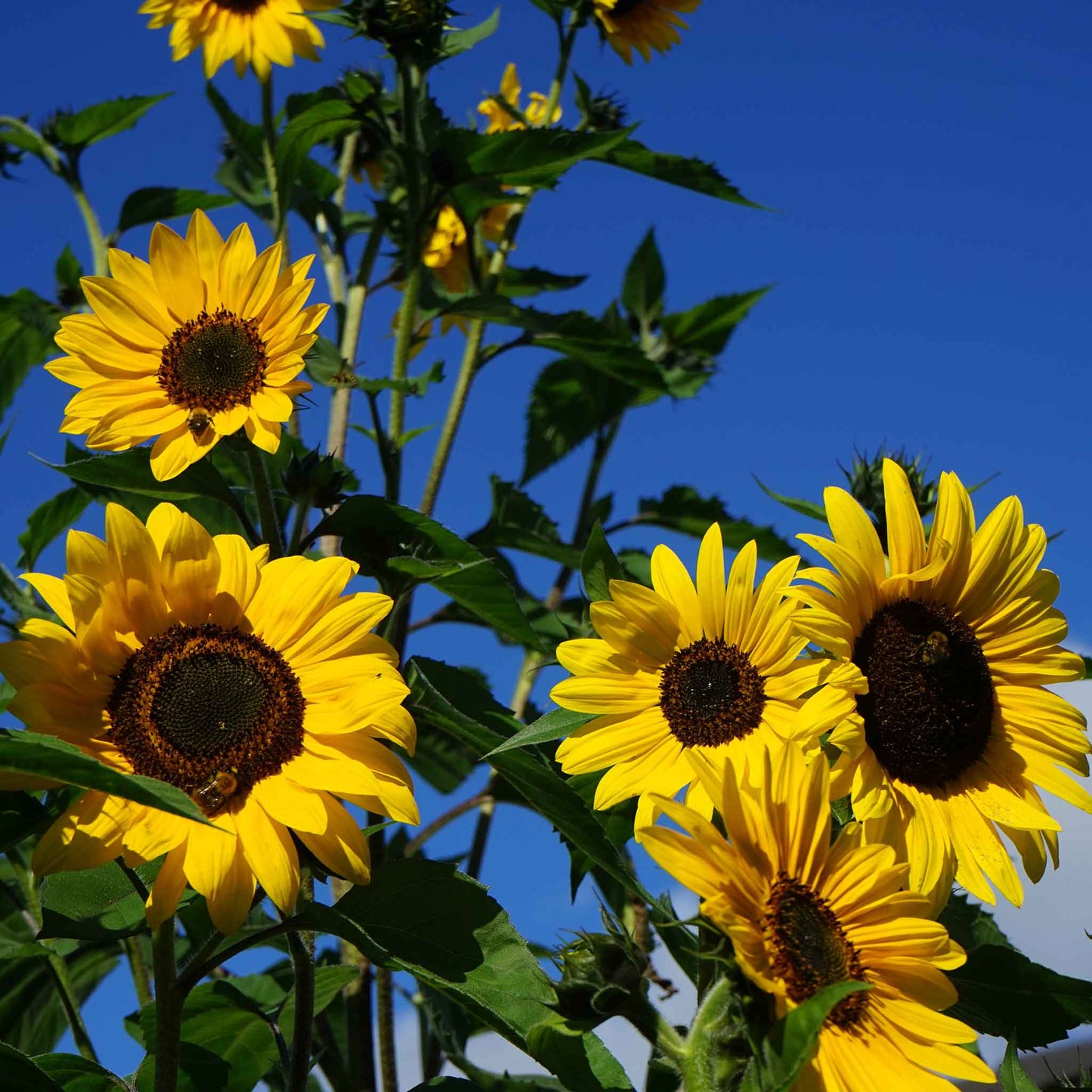 Blooming henry wilde sunflower showing petals and central seed head outdoors