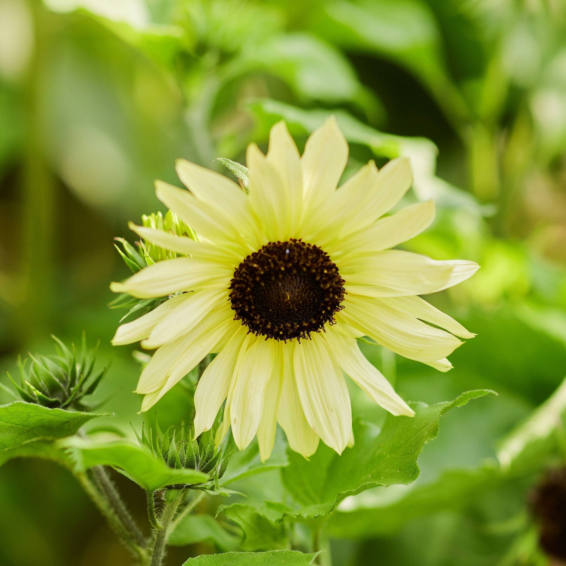 Ice cream sunflower with creamy white petals around a dark center on a garden backdrop