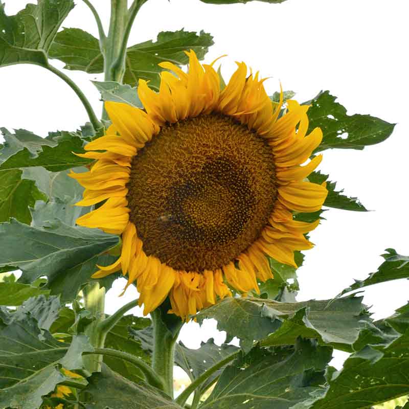 Vivid incredible dwarf sunflower with large bright yellow flower on a green backdrop