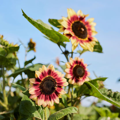 Indian blanket sunflower with red-tipped yellow-orange petals on a natural green backdrop