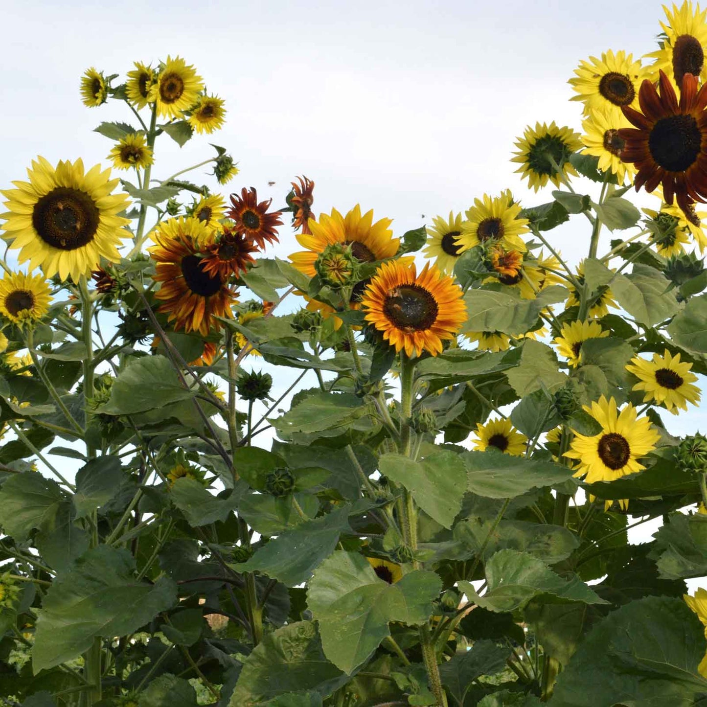 Vibrant indian blanket sunflower in reddish-orange and yellow petals on a green backdrop