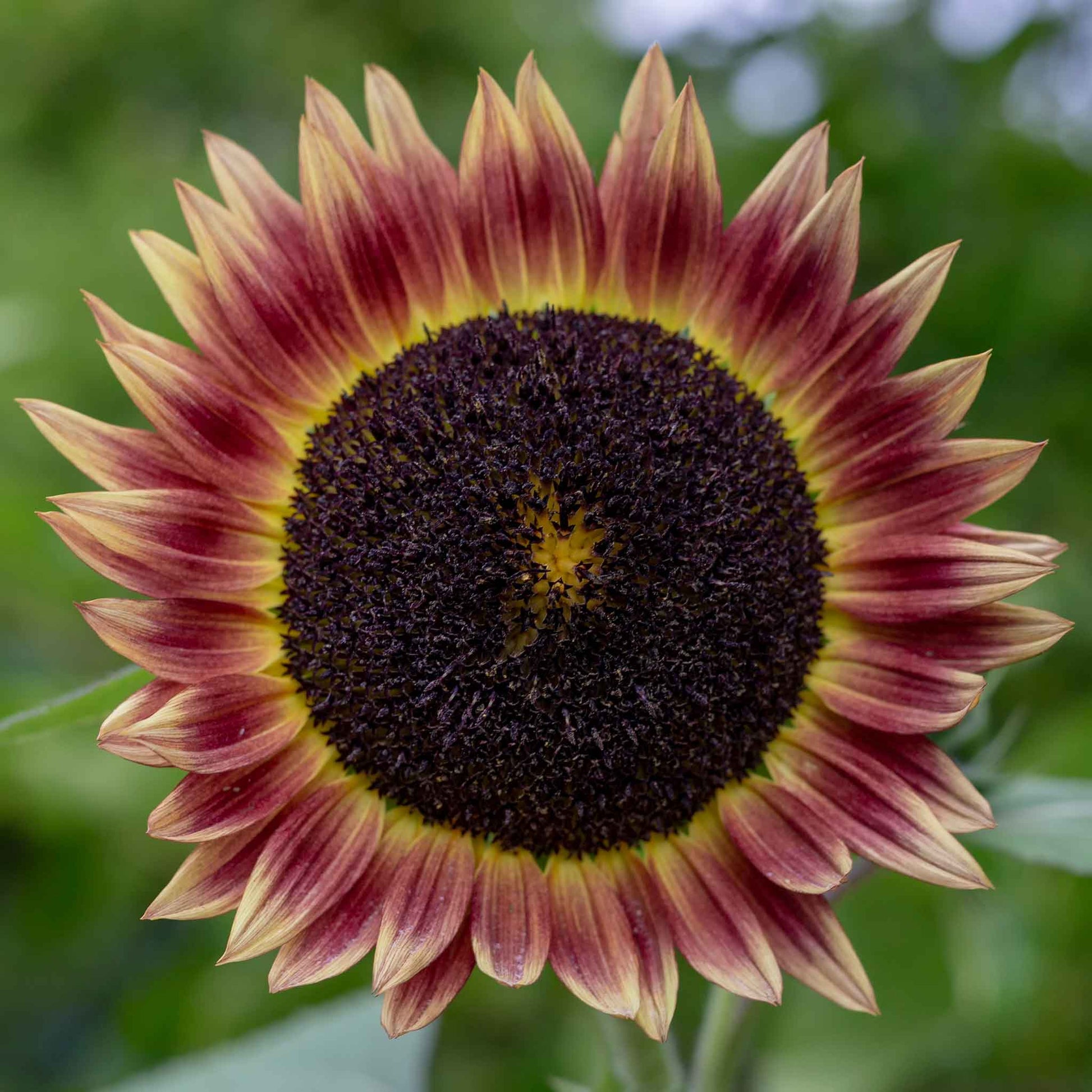Single indian blanket sunflower with deep red petals tipped yellow on a blurred green backdrop