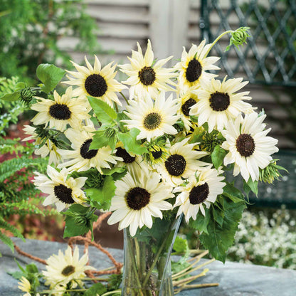 Bright white italian white sunflower bloom with dark center on a soft green backdrop