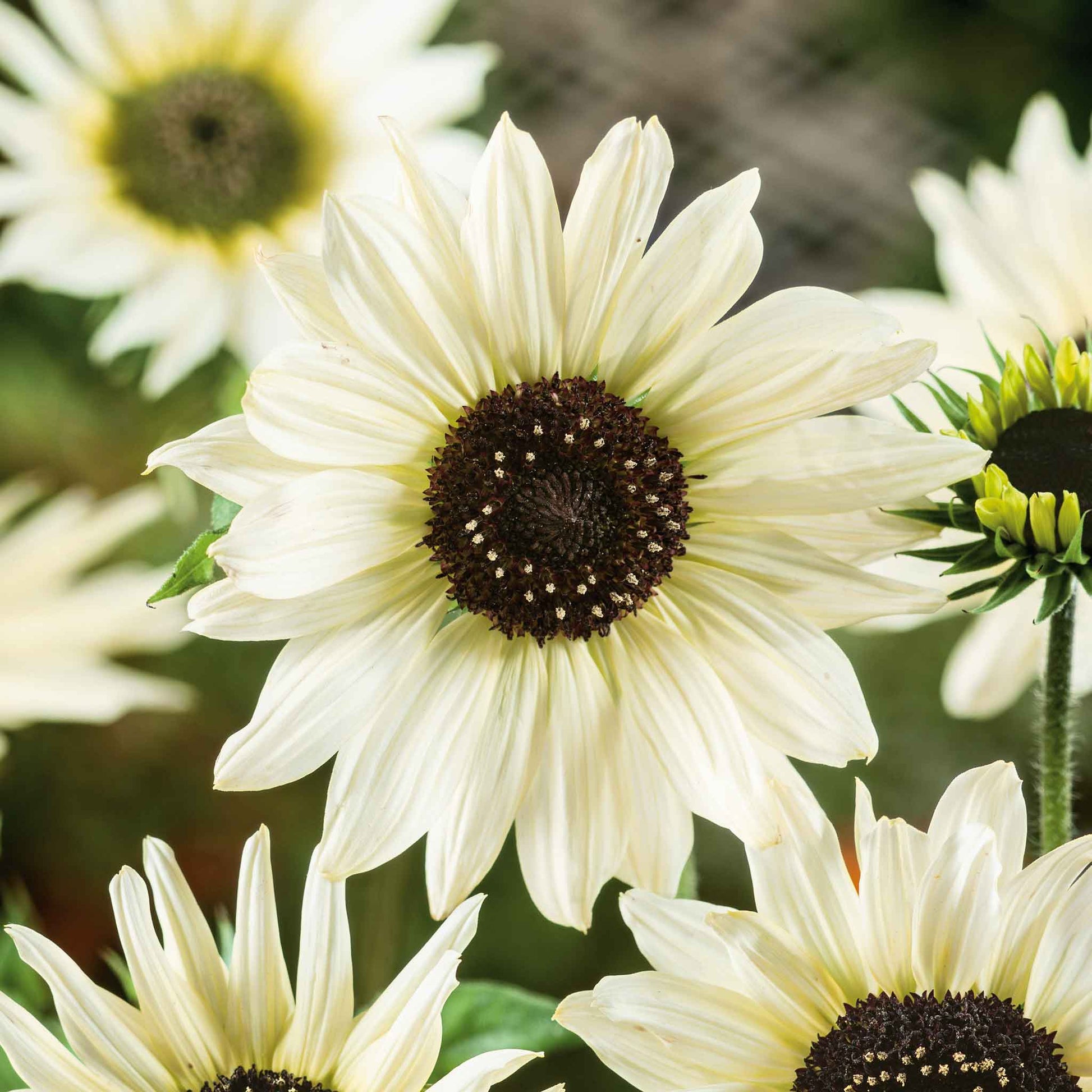 Creamy white italian white sunflower with yellow-green center on a soft outdoor backdrop