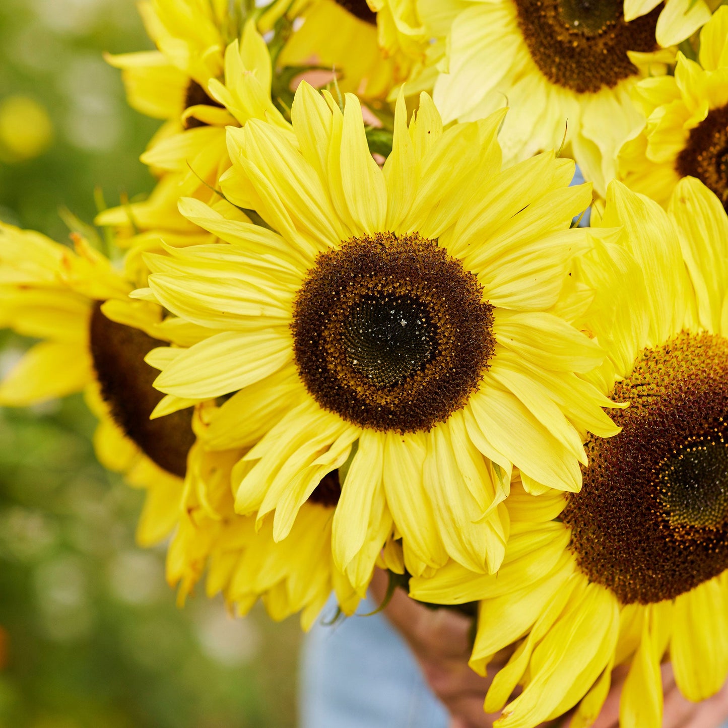 Bright yellow lemon queen sunflower head with dark center on a blue sky backdrop
