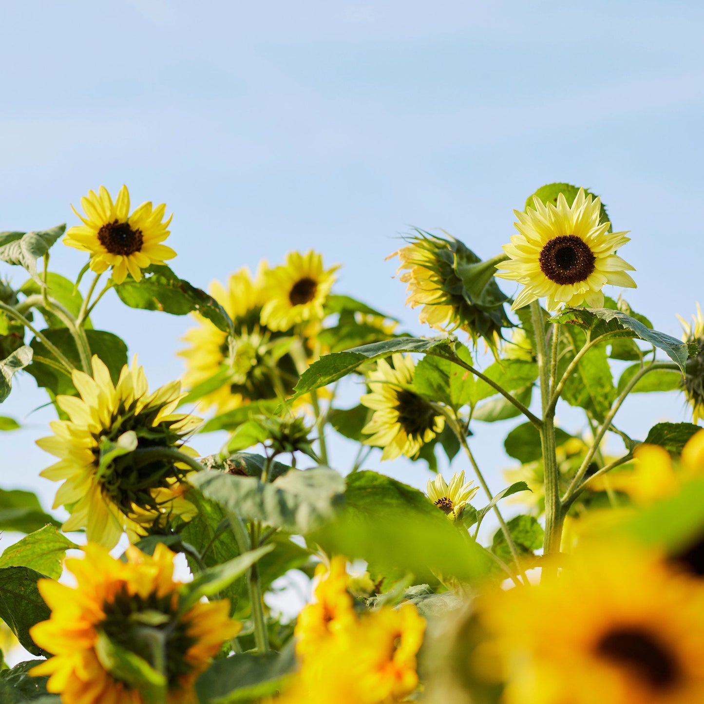 Bright yellow lemon queen sunflower head with dark seeds visible on a blue backdrop