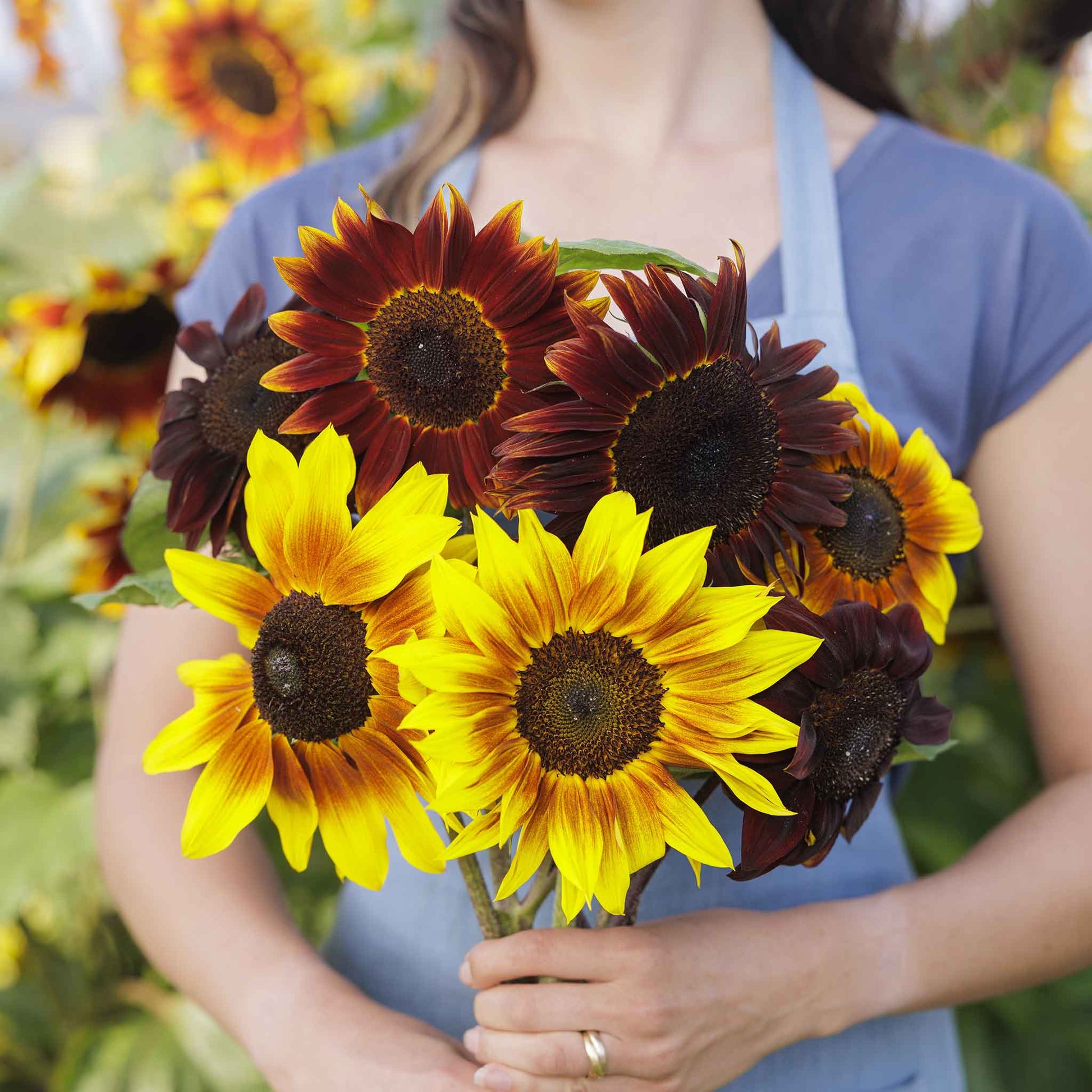 Magic roundabout sunflower with yellow flowers on a natural garden backdrop