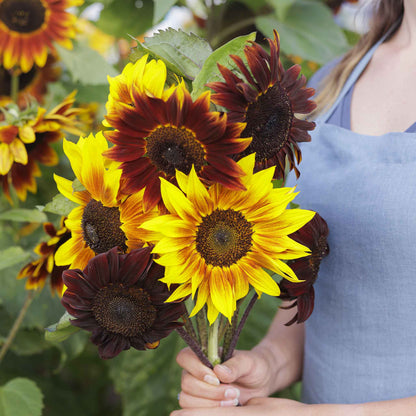 Magic roundabout sunflower with red orange and yellow petals on a natural backdrop