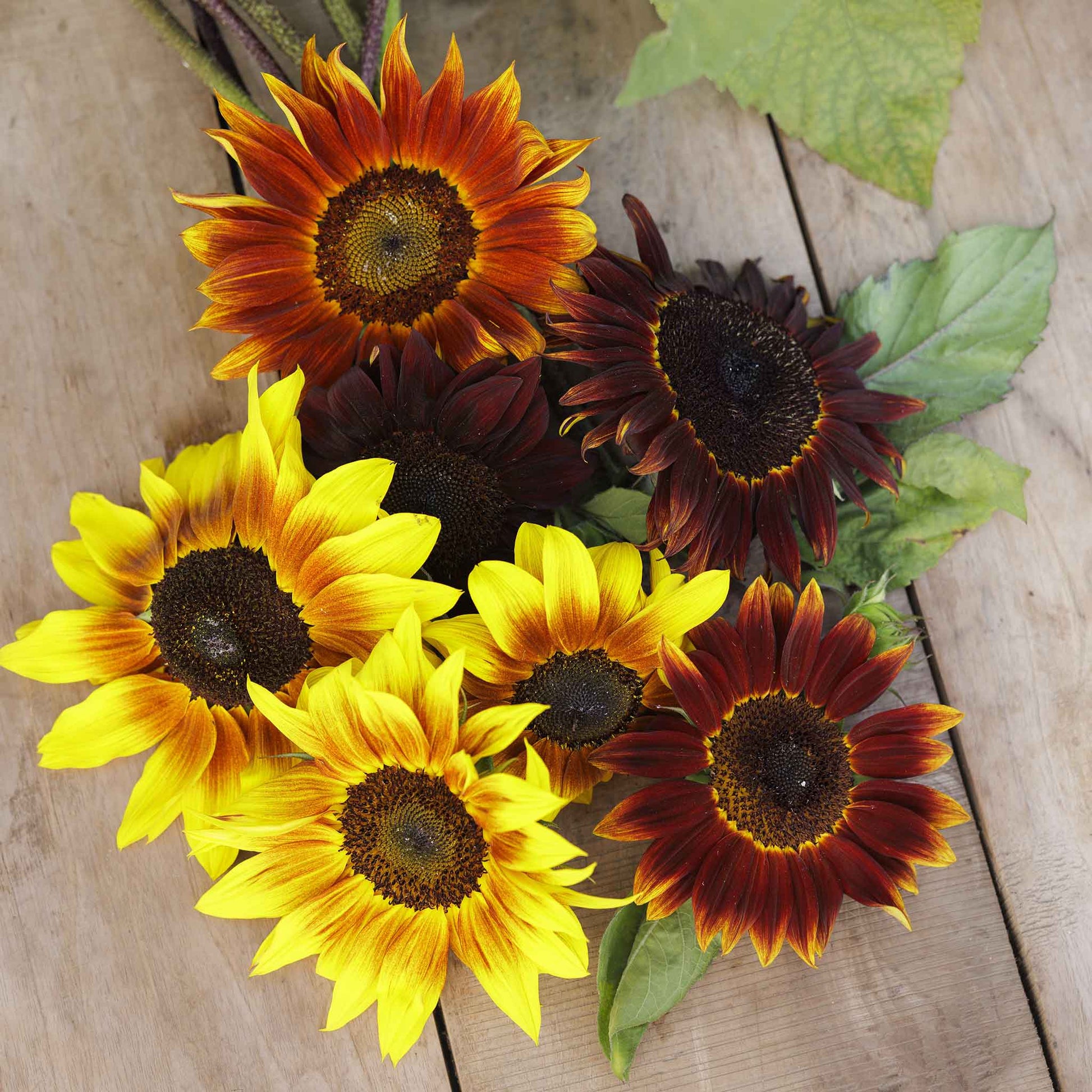 Vivid magic roundabout sunflower with unique full shape on a natural backdrop