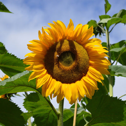 Large mature mammoth grey-stripe sunflower with developing seeds on a green backdrop