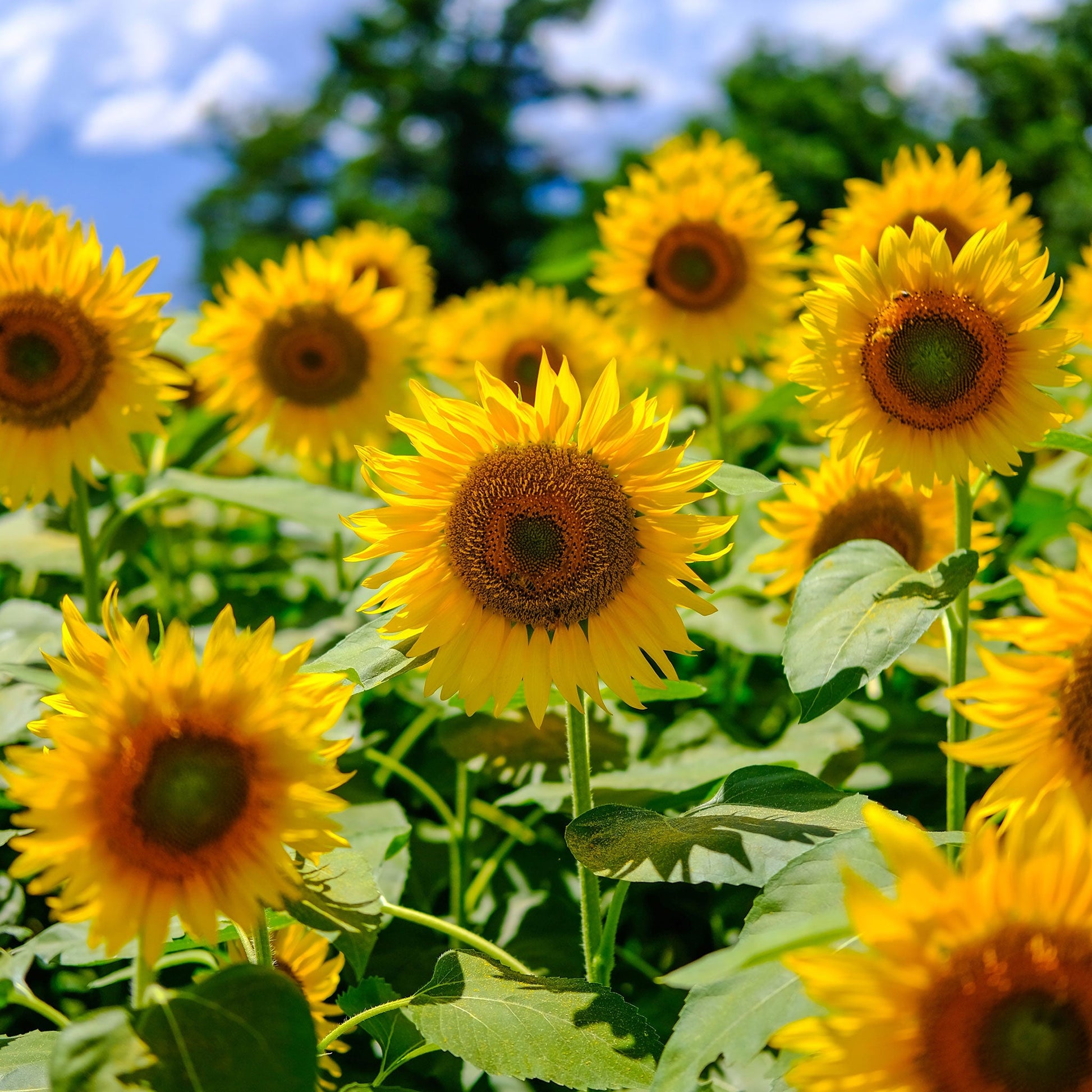 Mammoth grey-stripe large sunflower seed in a bowl on a neutral natural backdrop