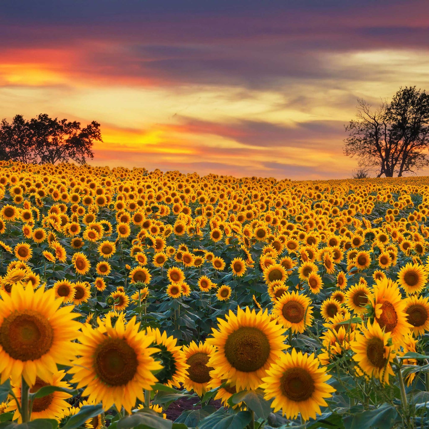 Large fully developed mammoth grey-stripe sunflower at sunset on a golden backdrop