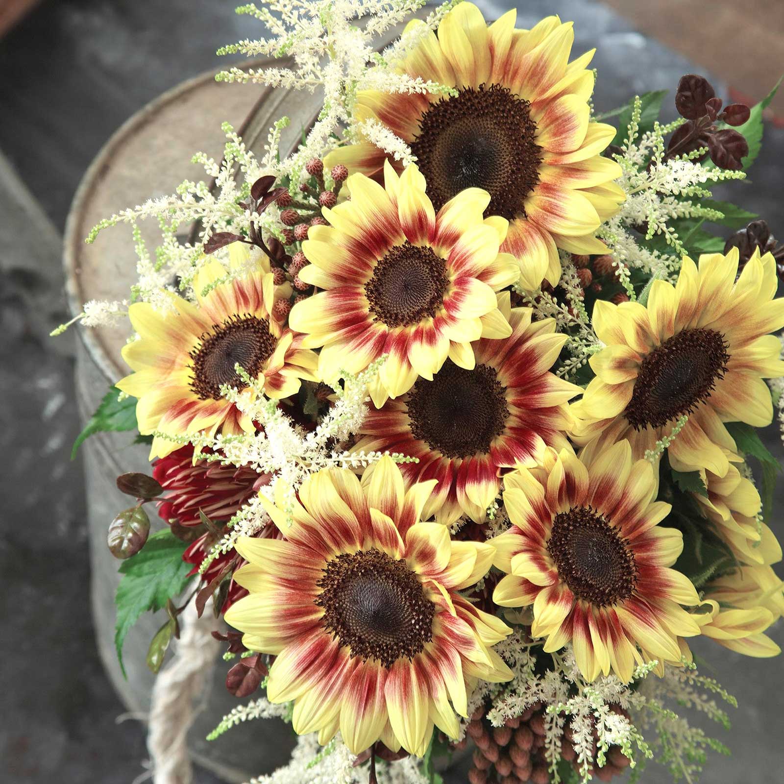 Vibrant marley sunflower with yellow and orange petals and dark center in a garden
