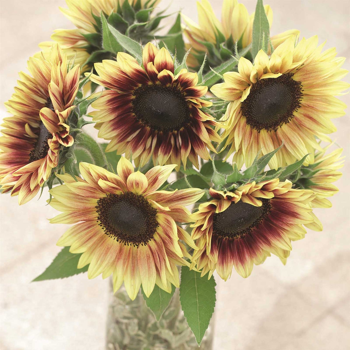 Marley sunflower with unique warm tones on a natural green garden backdrop