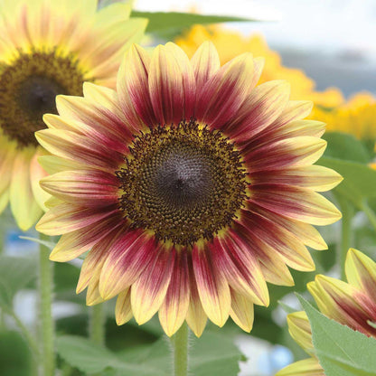 Marley sunflower with deep reddish petals and yellow tones on a natural backdrop