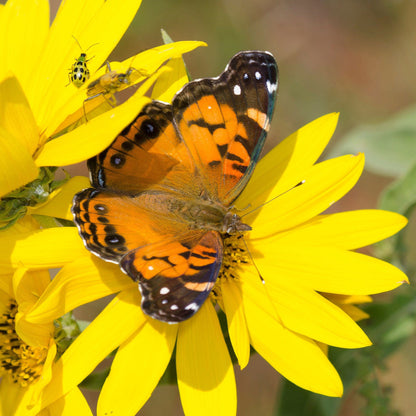 Yellow petals and center of a maximilian sunflower with a butterfly on a warm backdrop