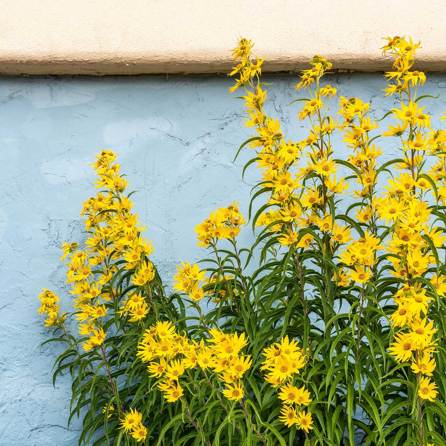 Tall yellow multi-stemmed maximilian sunflower with blooms against a blue sky backdrop