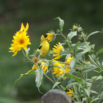Large single-stemmed tall maximilian sunflower variety on a natural garden backdrop