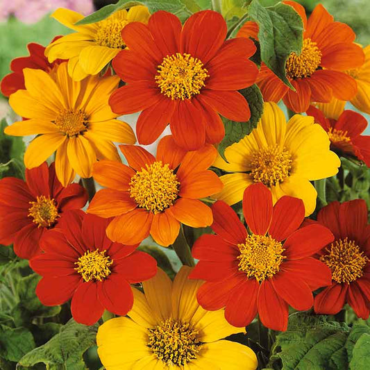 Mexican sunflower mix with colorful flower heads and seeds on a natural outdoor backdrop