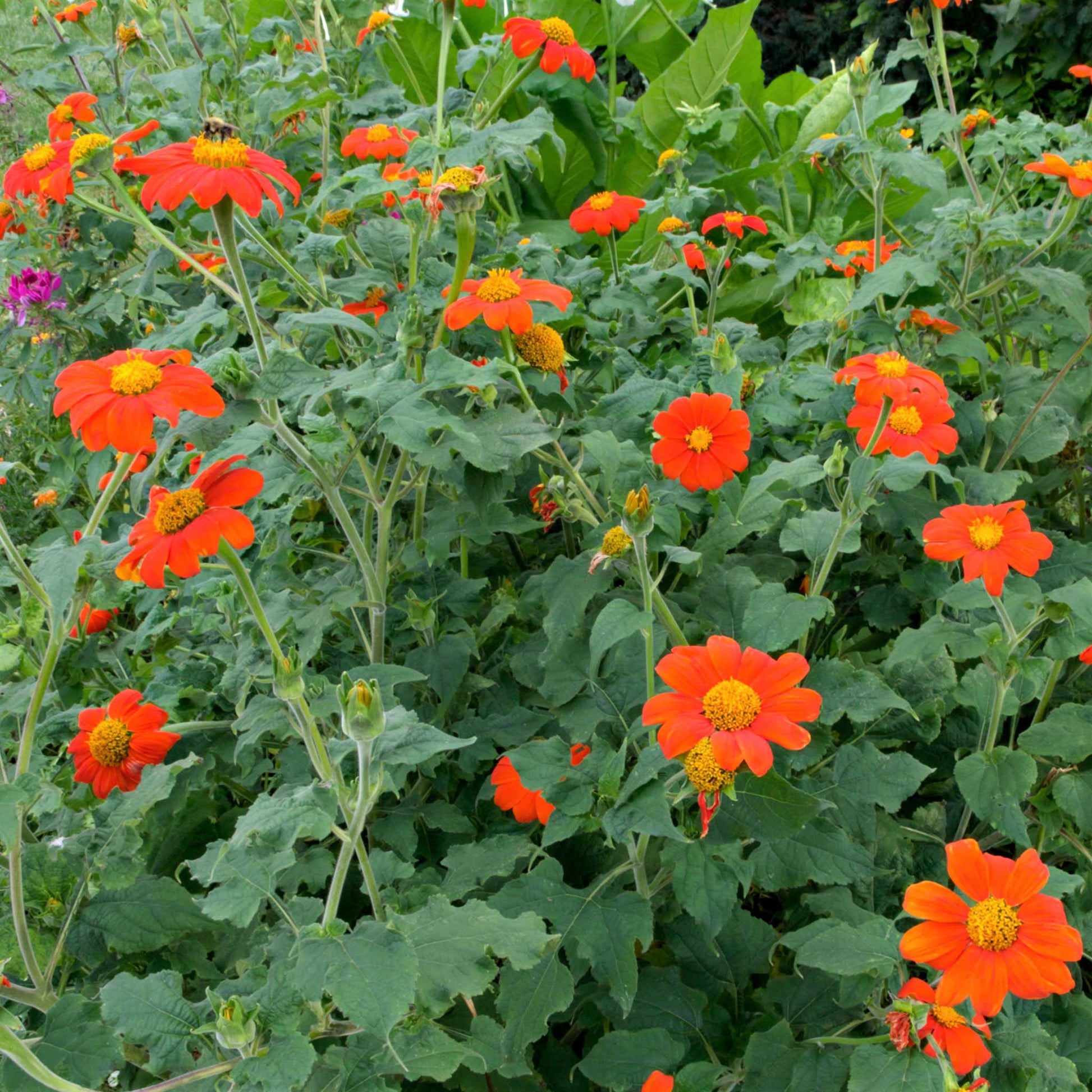 Orange-red mexican torch sunflowers growing in a lush natural green garden backdrop