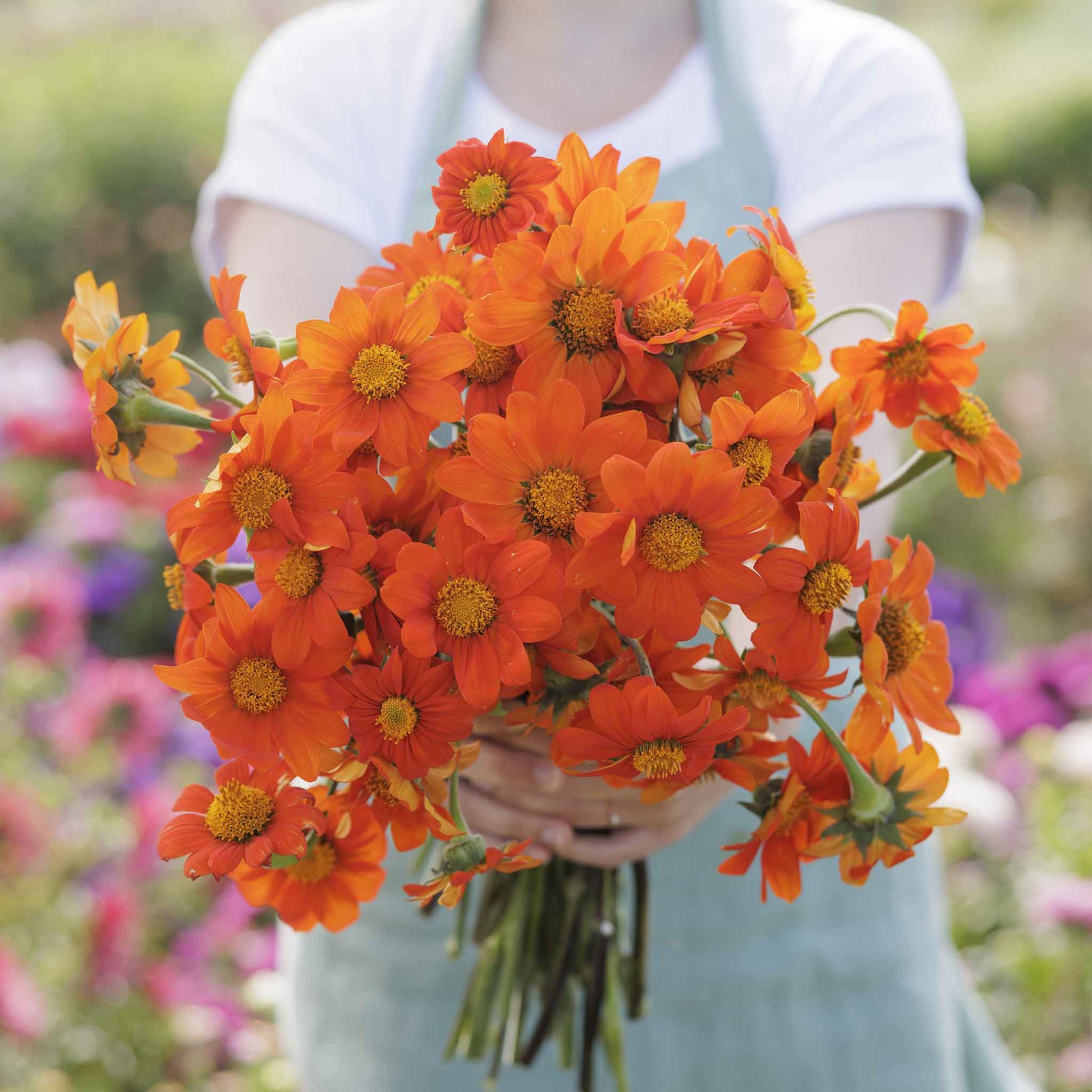 Bright orange and red mexican torch sunflowers in full bloom on a lush green backdrop