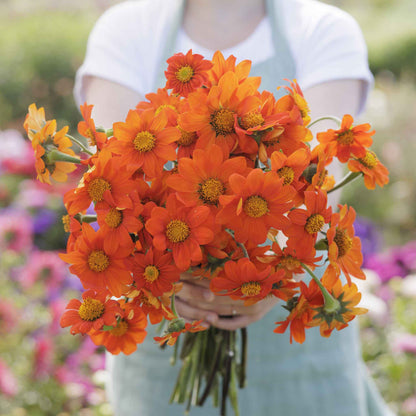 Bright orange and red mexican torch sunflowers in full bloom on a lush green backdrop
