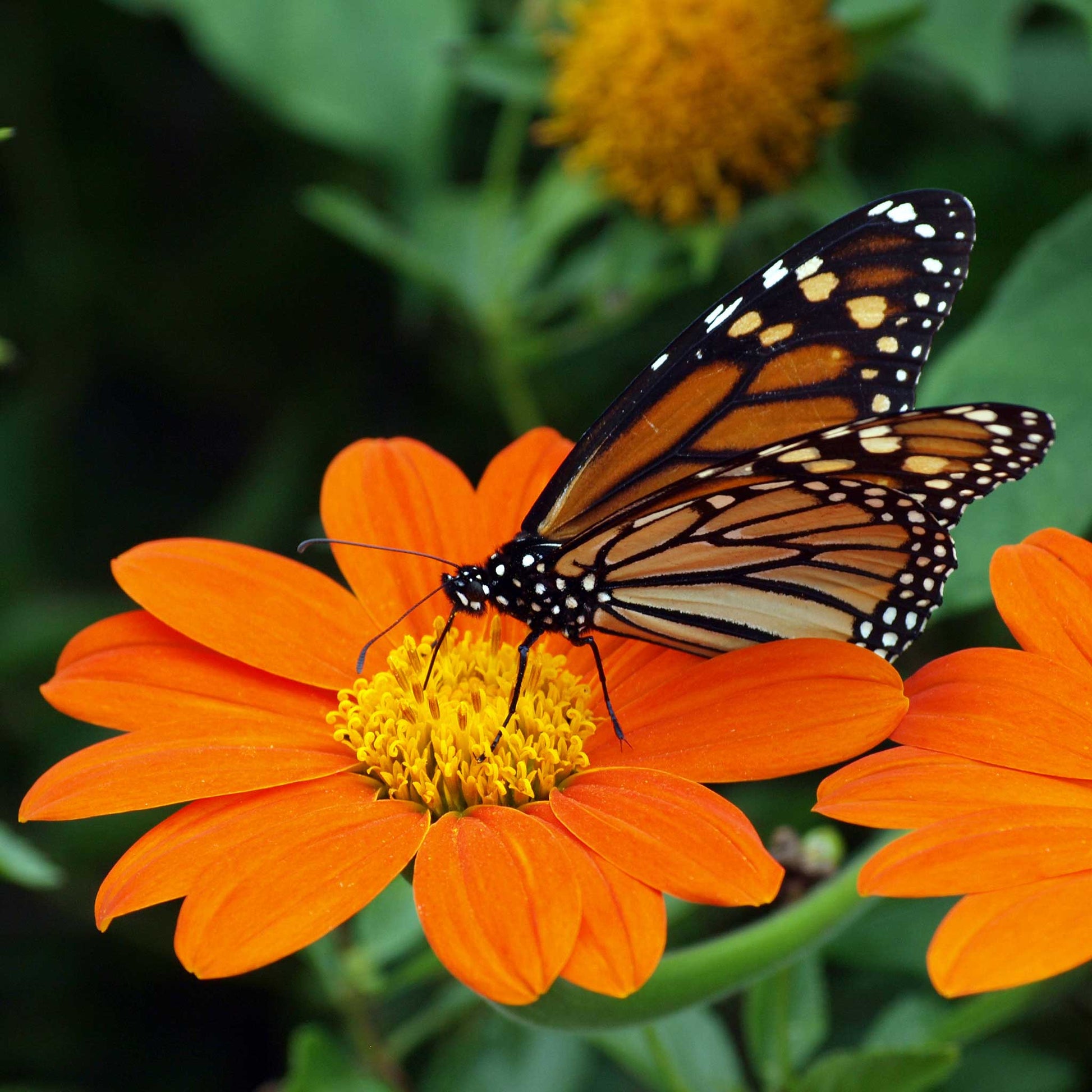 Vibrant mexican torch sunflower with bright orange-red flowers on a natural backdrop