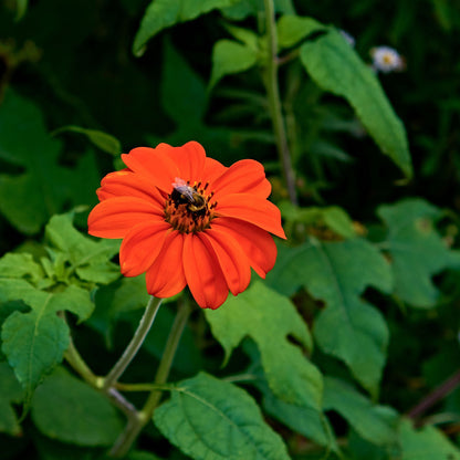 Vivid orange-red mexican torch sunflower head on a natural green outdoor backdrop