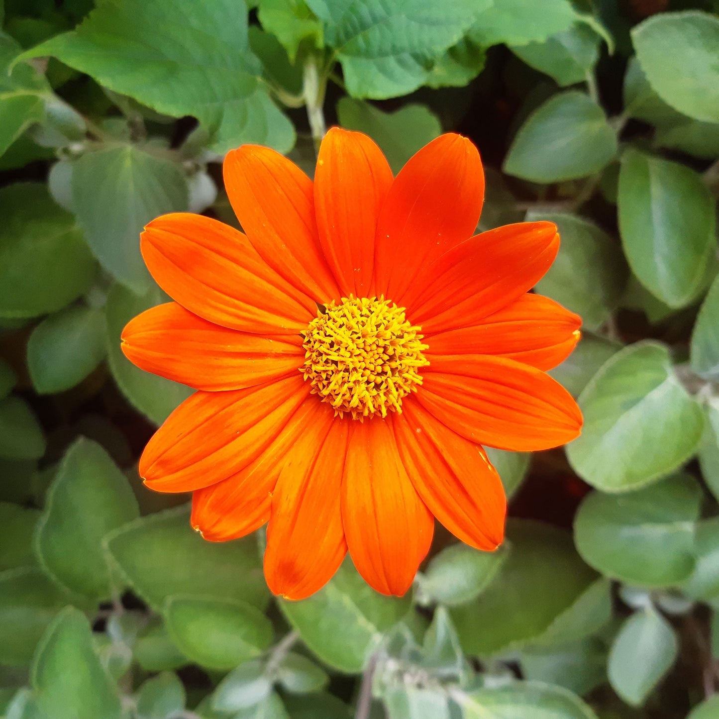 Close-up of vibrant orange and yellow mexican torch sunflower on a green backdrop