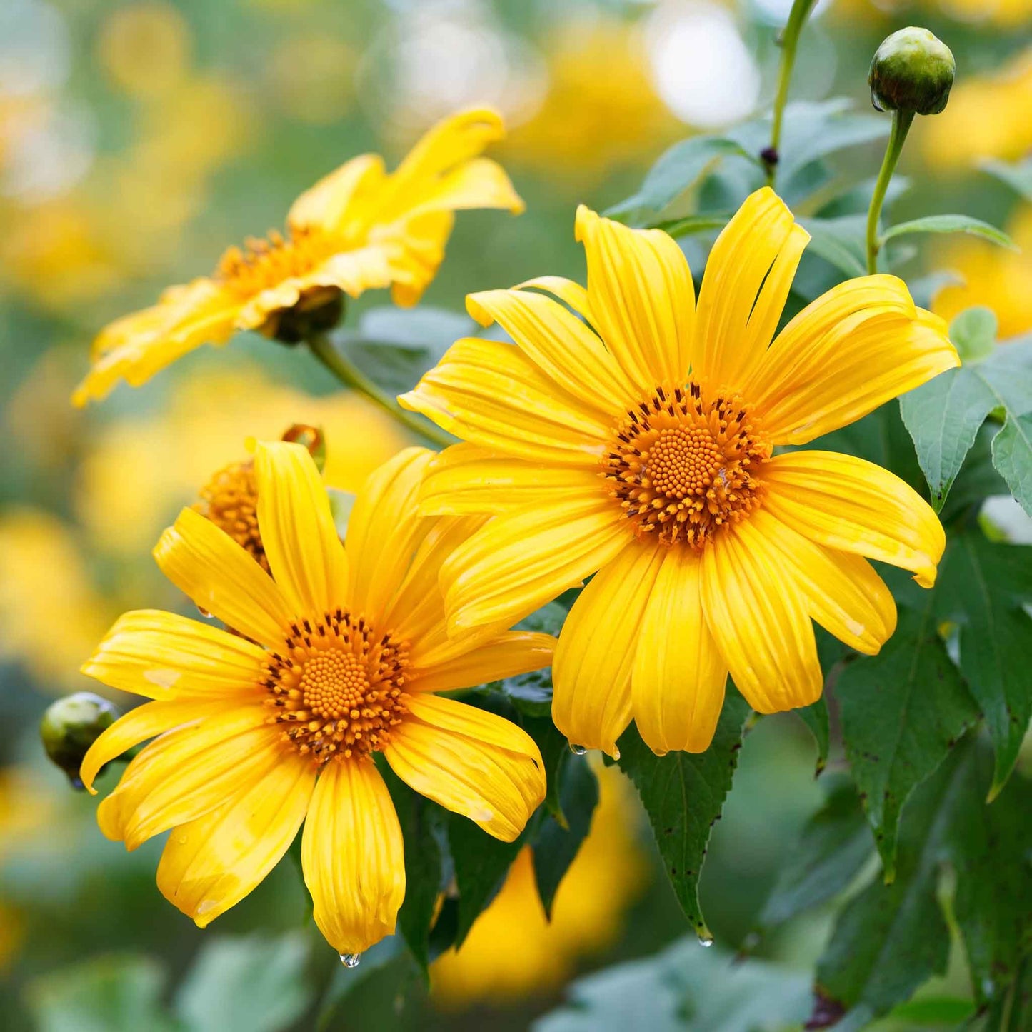 Vibrant yellow mexican yellow torch sunflower head on a sunny garden backdrop