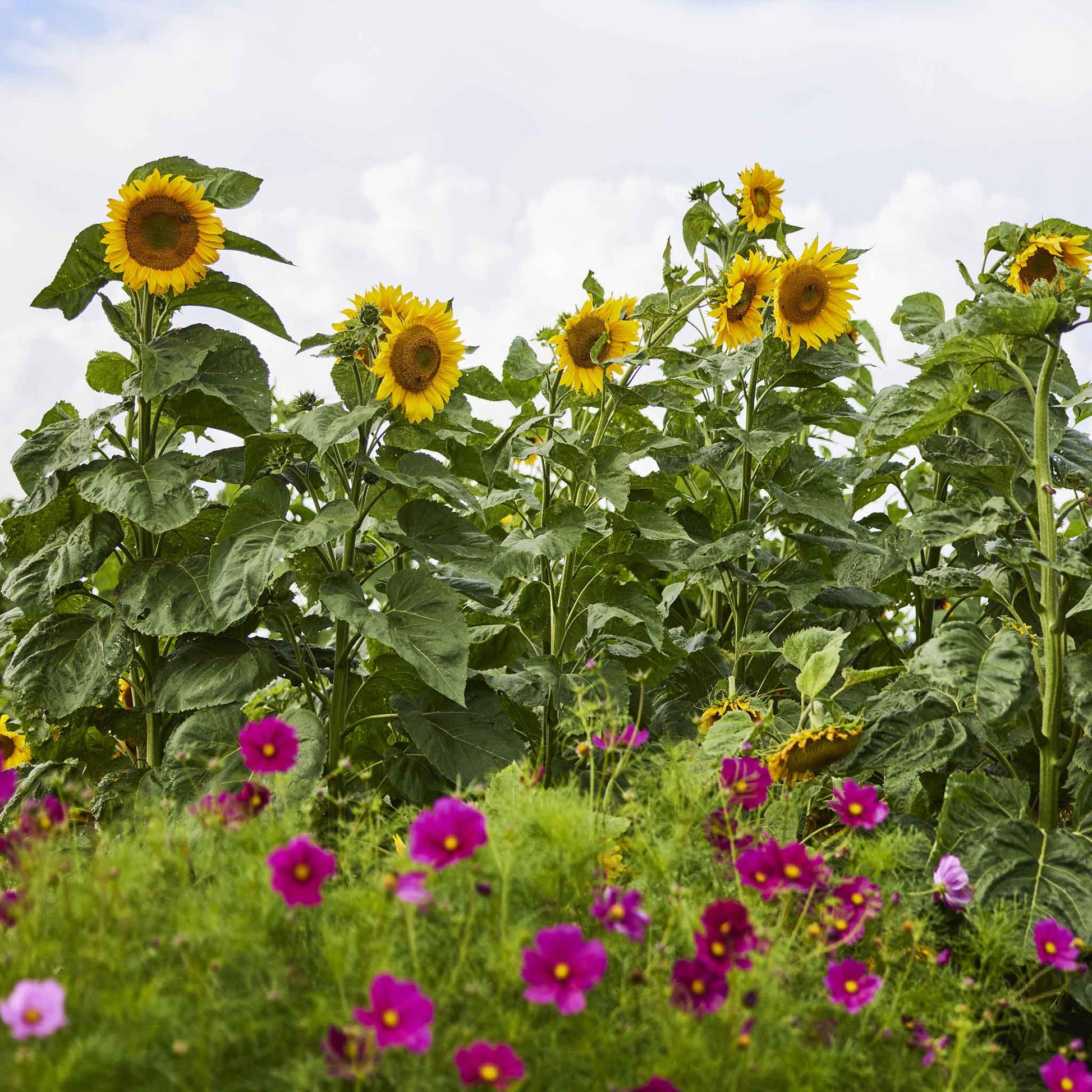 Large vibrant yellow mongolian giant sunflower head on a green leafy garden backdrop