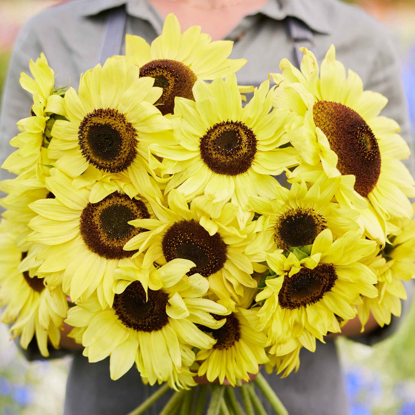 Vibrant yellow moonshine sunflower head with prominent dark center on a garden backdrop