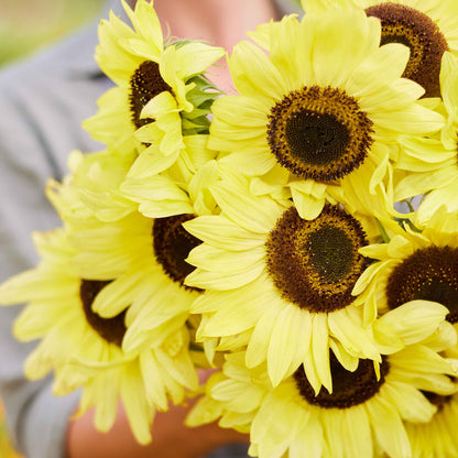 Moonshine sunflower head with pale yellow petals and dark center on a natural backdrop