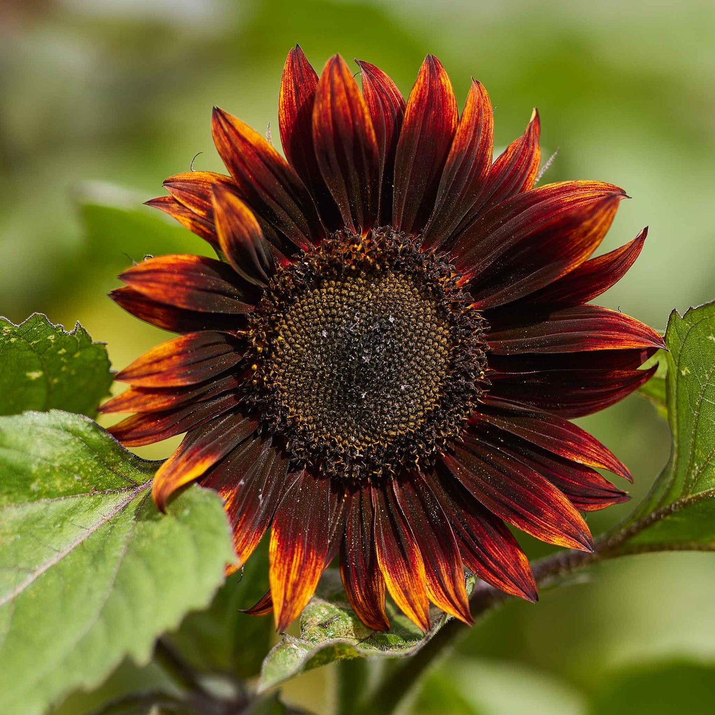 Deep red multi-layered moulin rouge sunflower with velvety petals on a green backdrop
