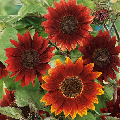 Deep red multi-petaled moulin rouge sunflower on a natural garden backdrop