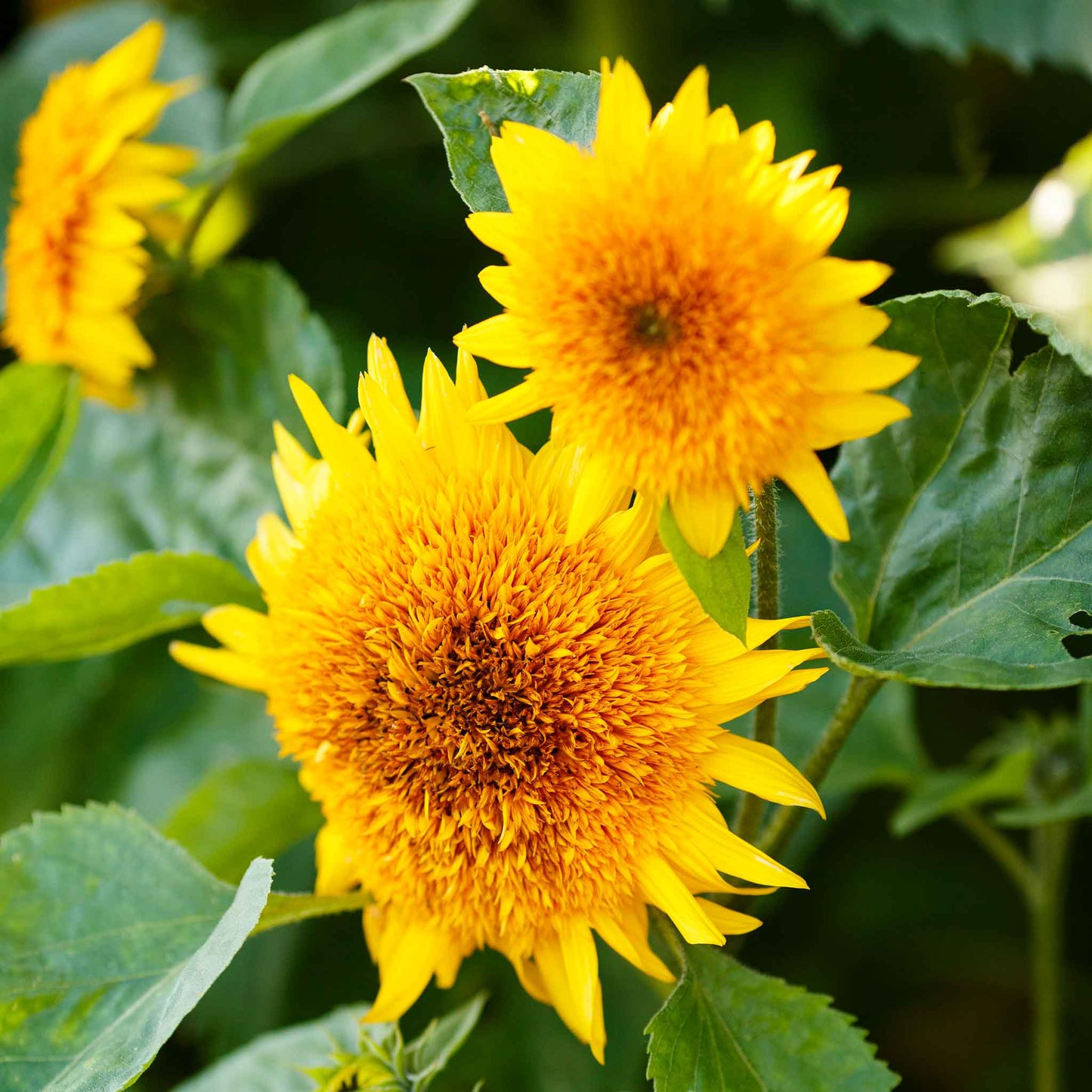 Vibrant orange sun sunflower head on a lush natural green outdoor backdrop