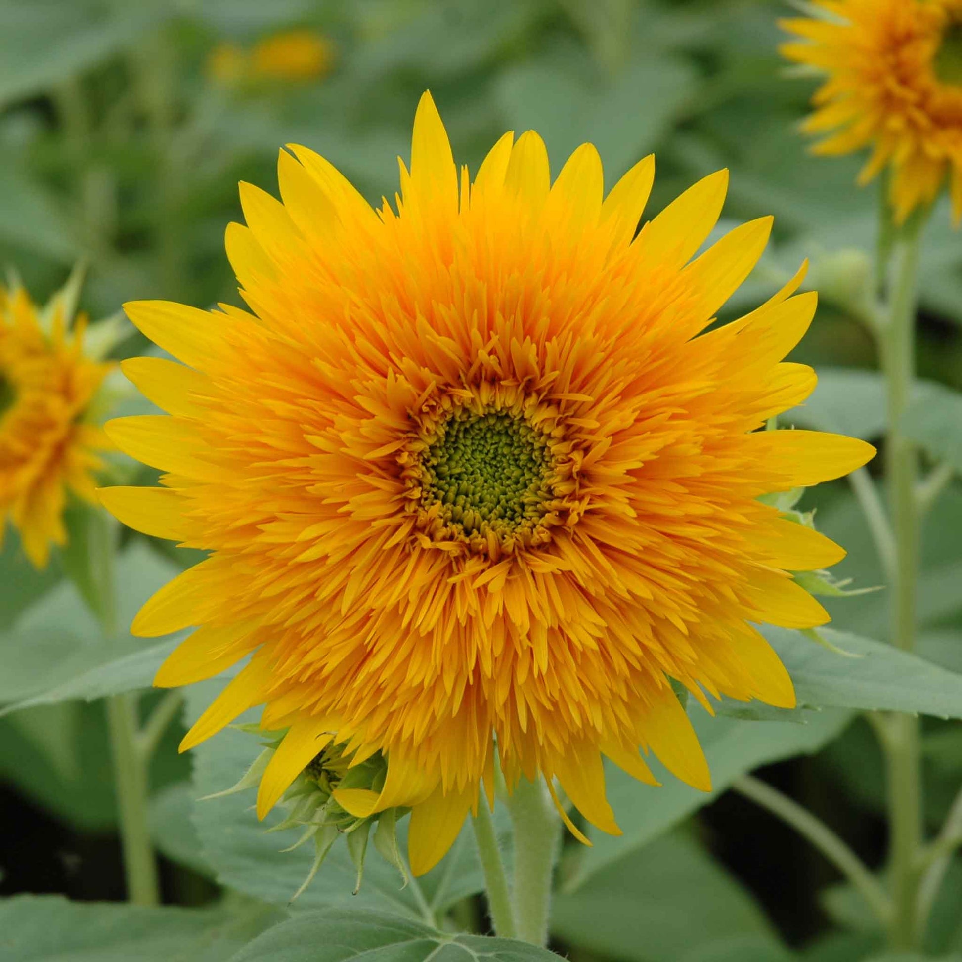 Bright orange sun sunflower head against a natural bright green garden backdrop