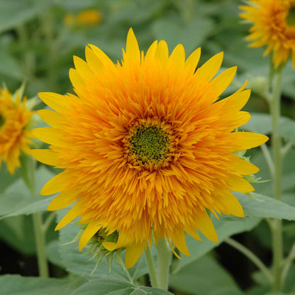 Bright orange sun sunflower head against a natural bright green garden backdrop