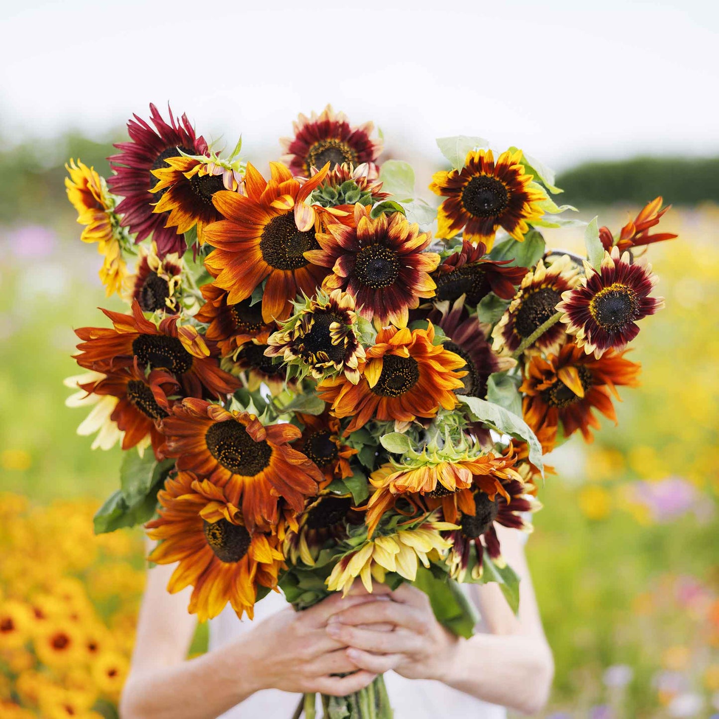 Autumn beauty sunflower in warm red orange and yellow on a natural garden backdrop