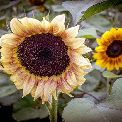 Three autumn beauty sunflowers in red orange and yellow on a natural garden backdrop