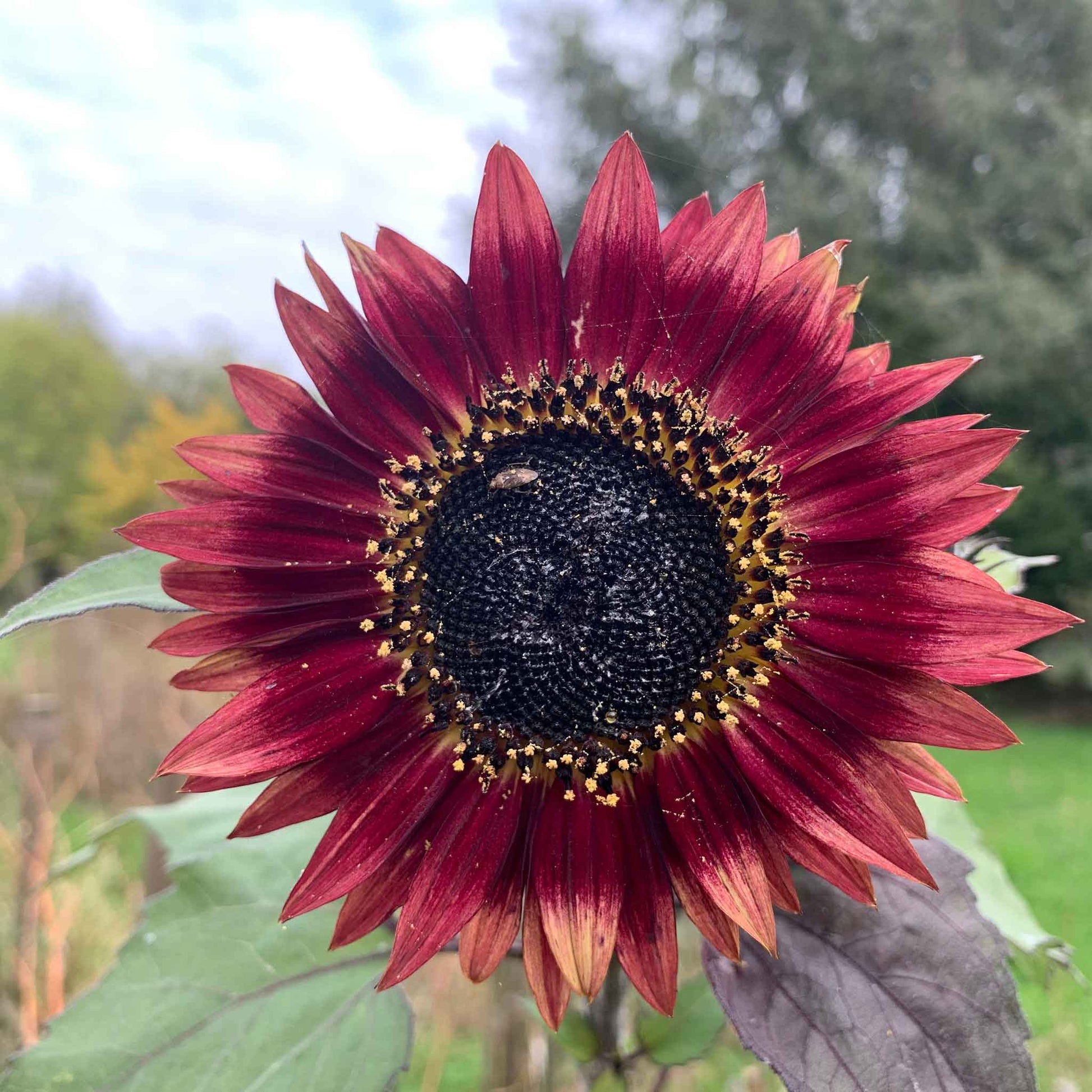 Autumn beauty sunflower head in red orange and yellow tones on a natural backdrop