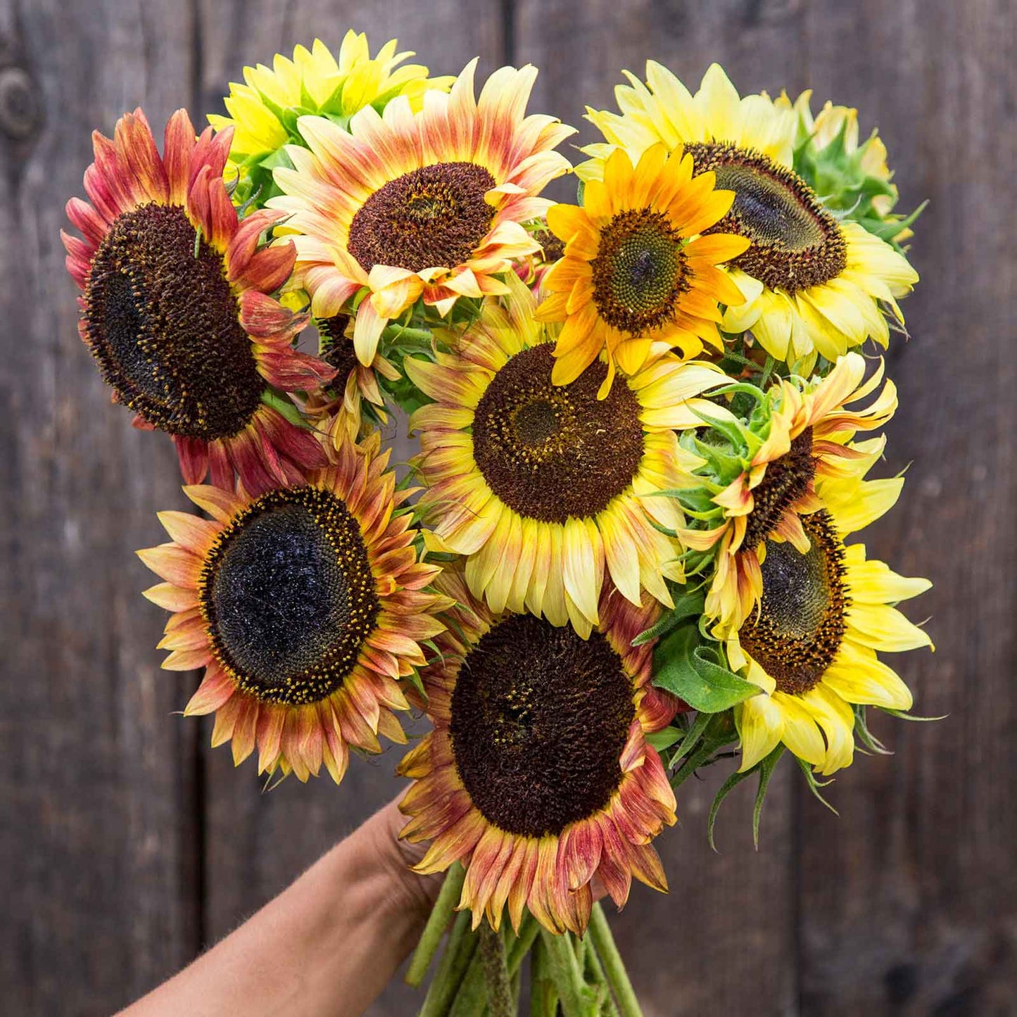 Vibrant organic evening colors sunflower with petals in deep red to yellow outdoors