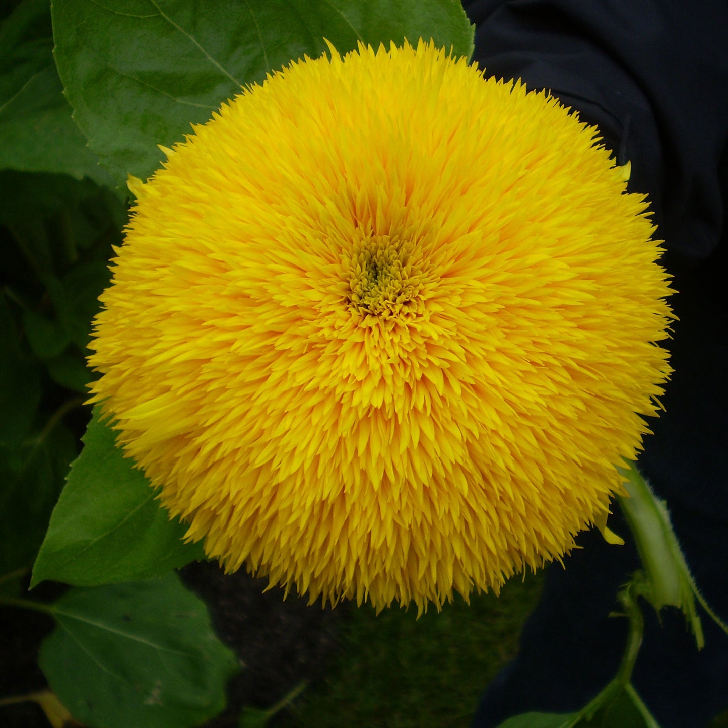 Organic golden bear sunflower seed head with developing seeds on a natural outdoor backdrop