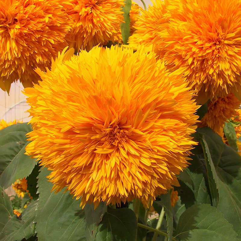 Bright yellow organic goldie f1 sunflower head with dark center on a natural backdrop