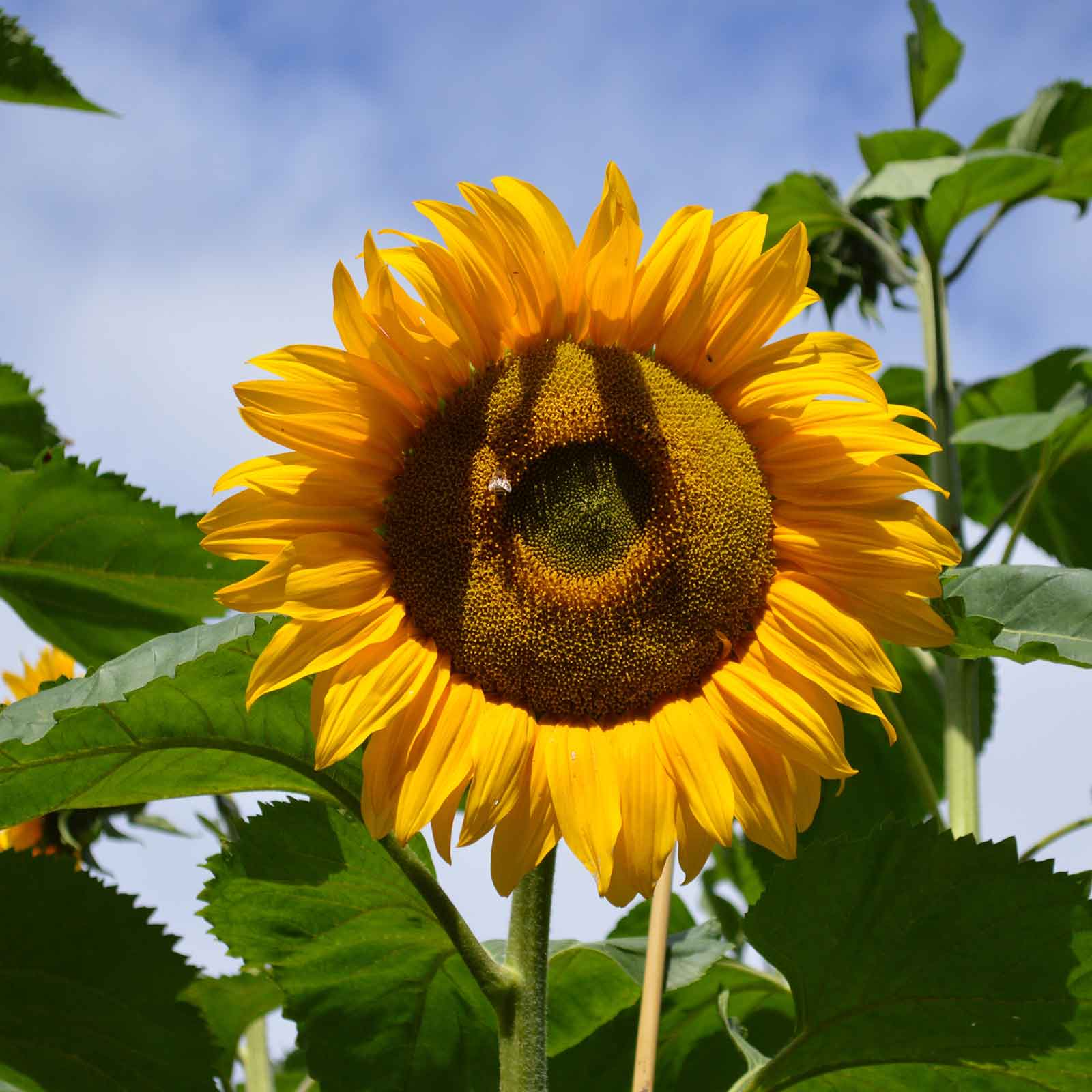 Large mature mammoth grey stripe sunflower head filled with seeds outdoors