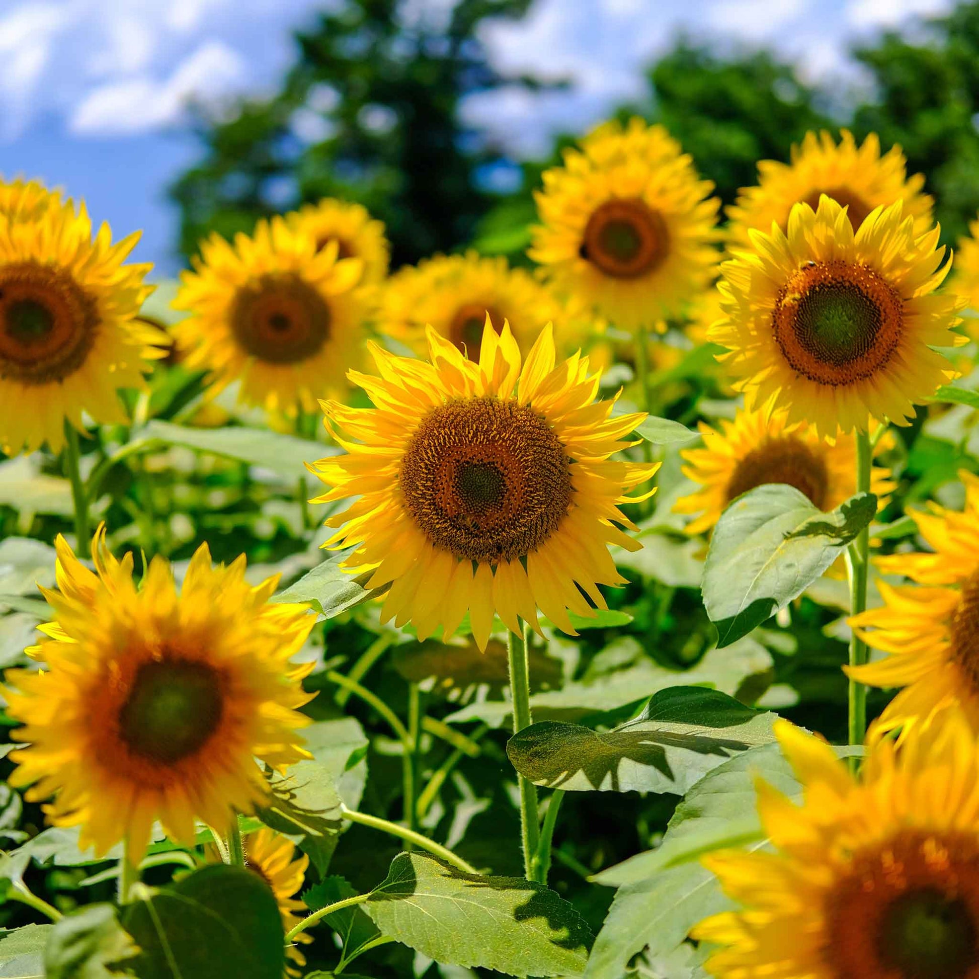 Mammoth grey stripe organic sunflower head with developing seeds on a green backdrop